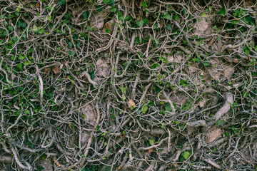Wall of leaves and roots of a tree. Leafy background. Flora of Spain.