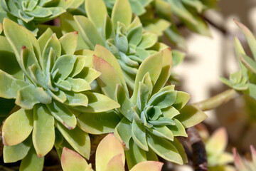 plante Sedum palmeri en gros plan