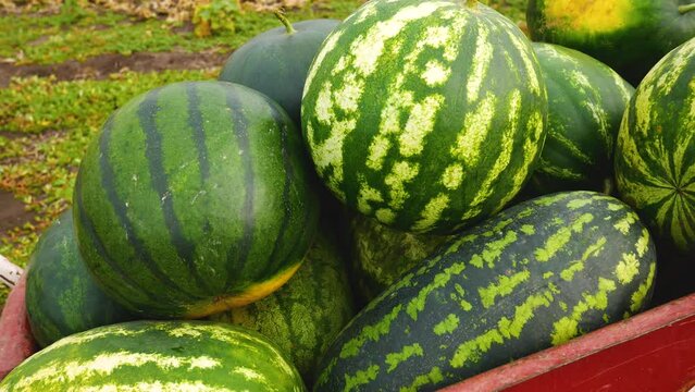Ripe large watermelons in a wheelbarrow in the garden. Harvesting watermelons in autumn. Cultivation of ecologically clean melons, watermelons.