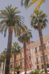 Palm trees in street