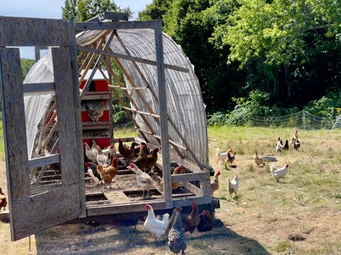 Lots of free range chickens outside the coop