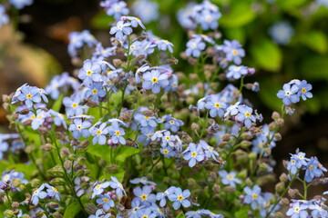 Obraz na płótnie Canvas Beautiful veronica chamadris - blue flowers in spring. Floral background. Veronica Alpine Veronica fruticans . Wild flower veronica oak.