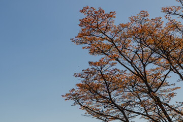 tree with red leaves in the city of Sao Tome das Letras, State of Minas Gerais, Brazil