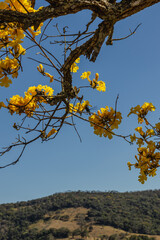 Yellow ipe tree in the city of Sao Tome das Letras, State of Minas Gerais, Brazil