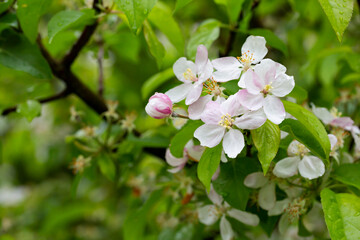 tree - apple trees blossomed, close-up of white and pink flowers of a fruit tree on a branch on a blurred background