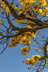 Yellow ipe tree in the city of Sao Tome das Letras, State of Minas Gerais, Brazil