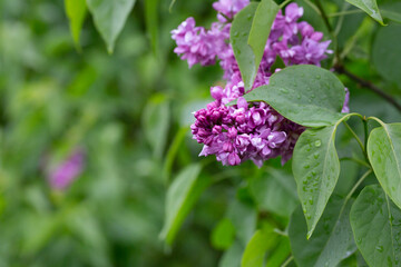 Syringa. Blooming branches of lilac close-up. Lush bloom of lilacs.