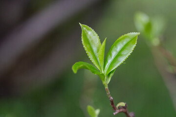Closeup, Top of Green tea leaf in the morning, tea plantation, blurred background.