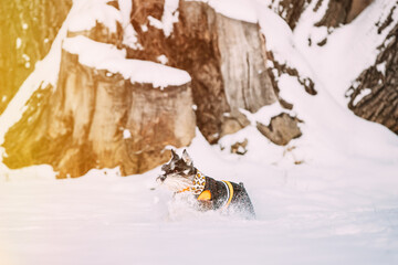 Young Funny Miniature Schnauzer Dog Or Zwergschnauzer Sitting In Outfit Playing Fast Running In Snow At Winter Day. Joy And Happy Pets Concept. Sunshine Day Walk, Winter Season.