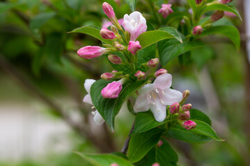 Abundant pink flowers of Weigela florida in mid May