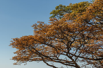 tree with red leaves in the city of Sao Tome das Letras, State of Minas Gerais, Brazil