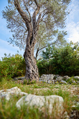 old olive trees in the Montenegro