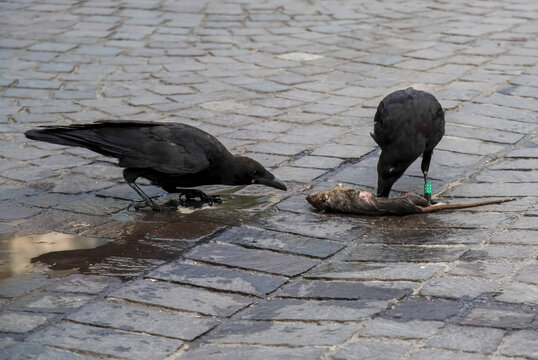 two crows eating  a dead rat n the streets of Paris
