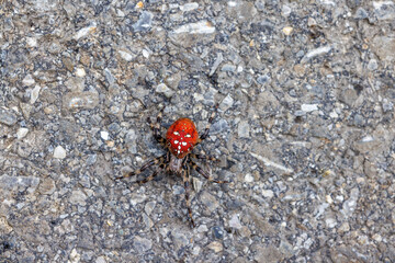 red alpine spider on road in Gental