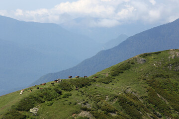 Obraz premium Grazing cows on mountain landscape, Rosa Khutor Alpine Resort, Sochi, Russia