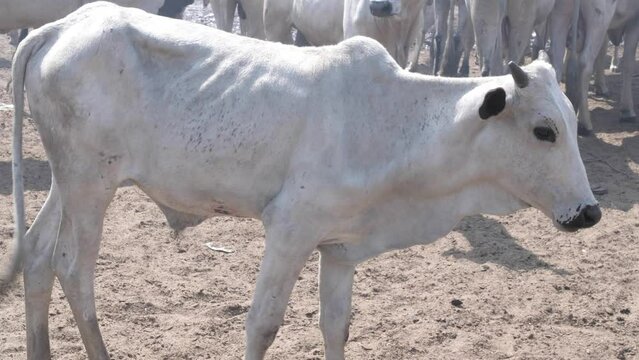 Cattle rearing in Nigeria