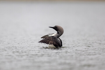 Black throated loon (Gave arctica)