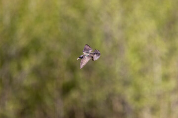 Common starling (Sterns vulgaris) flying