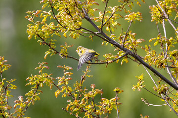 Greenfinch stretchingon of its wings