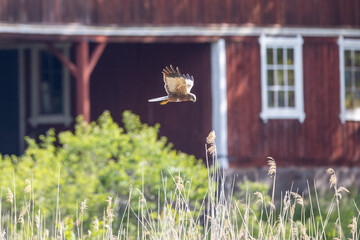 Marsh harrier flying over the reeds