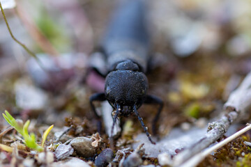 Devils hoarse coach beetle on the ground