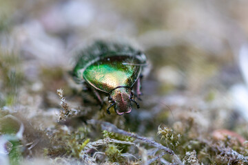 Rose chafer close up from the front