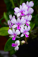 pink and white flowers