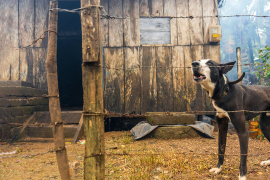 A Mestizo Dog Guarding A Poor House In Nicaragua, Latin America