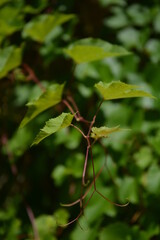 close-up of branch of wild grapes