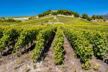 Fototapeta na wymiar Landscape Of Vineyard - Veyras, Switzerland