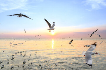 seagulls flying above the sea at beautiful sunset time with a twilight scene.