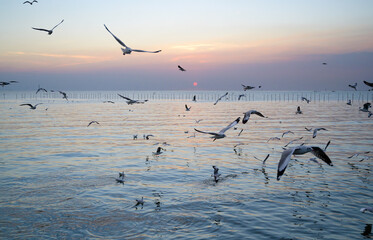 seagulls flying above the sea at beautiful sunset time with a twilight scene.