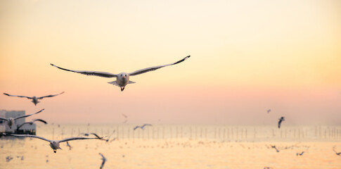 Naklejka premium seagulls flying above the sea at beautiful sunset time with a twilight scene.