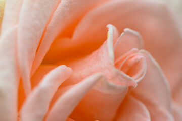 Naklejka na ściany i meble バラの花「美しいオレンジ模様・バラの花」 Rose flower 
