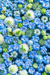 水に浮く青い花