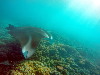 Fototapeta na wymiar Manta ray feeding on a reef in the Yasawa Islands of Fiji, in the South Pacific