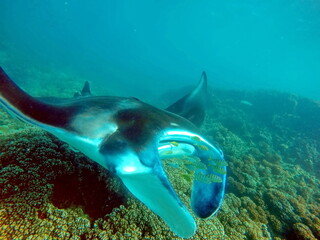 Manta ray feeding on a reef in the Yasawa Islands of Fiji, in the South Pacific - obrazy, fototapety, plakaty