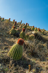 Cactus along a hill on Ram's Head trail - 528498198
