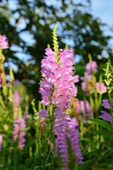 Fototapeta premium ハナトラノオ（花虎の尾）