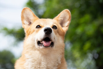 Corgi smiling puppy dog sitting on the table in summer sunny day