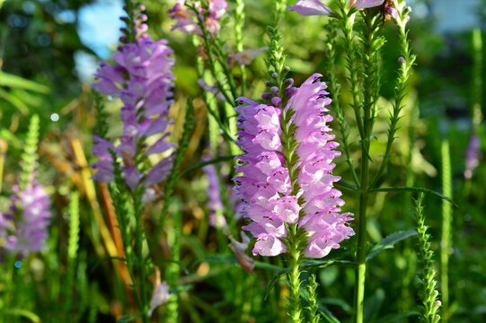 花虎の尾 の画像 736 件の Stock 写真 ベクターおよびビデオ Adobe Stock 花虎の尾 の画像 736 件の Stock 写真 ベクターおよびビデオ Adobe Stock