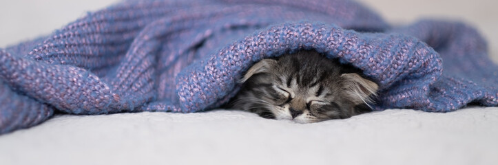 muzzle of a cute kitten peeks out from under a purple knitted blanket. cat basks in cool autumn...
