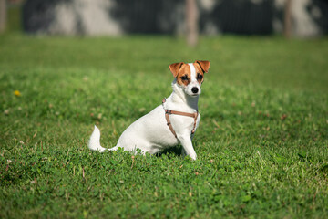Charming puppy of Jack Russell Terrier dog walking, training on green grass at public park in morning, outdoors. Concept of action, animal life, vet, health, ad.