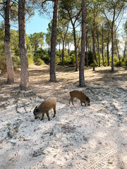 Freilaufende Wildschweine am Strand am Brandinchi Beach auf Sardinien Italien 