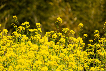 春の菜の花