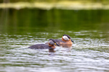 Red necked grebes in a pond