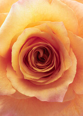 Yellow rose close up shot