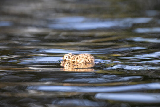 Segull chick swimming in the ocean