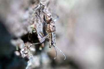 Ribbed pine borer (Rhagium inquisitor) on a log