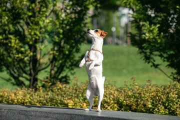 Charming puppy of Jack Russell Terrier dog walking, training on green grass at public park in morning, outdoors. Concept of action, animal life, vet, health, ad.